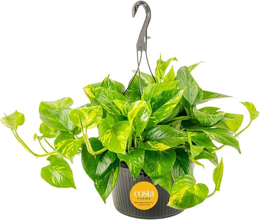 Costa Farms Pothos Live Plant, Devil's Ivy in Hanging Basket Pot, Easy to Maintain, Large Air Purifying Indoor Houseplant, Home, Room, or Office Decor, House Warming or Birthday Gift