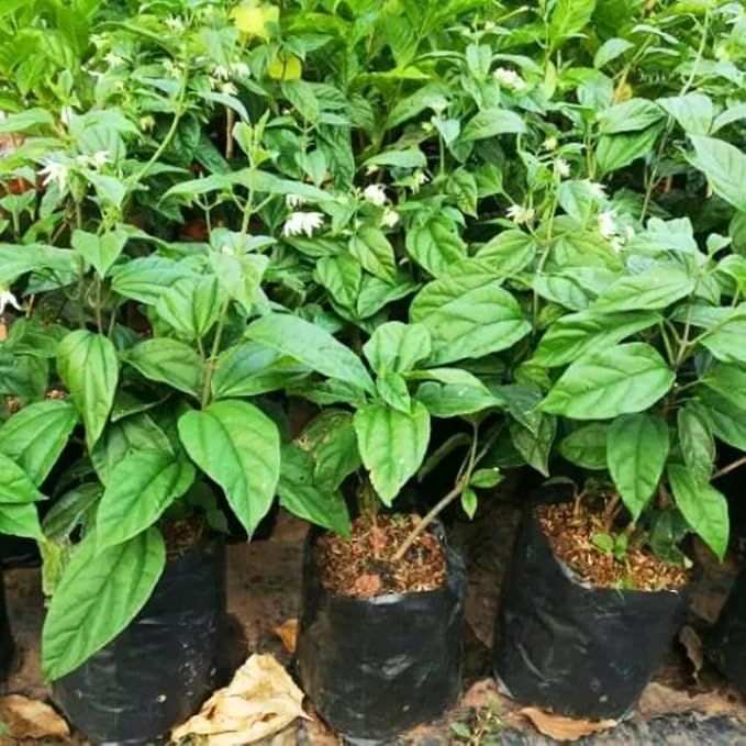 2 White Bleeding Heart Plants Live, Clerodendrum Perennial Shade Flower Plants, 4-6 Inch Tall Well-Rooted