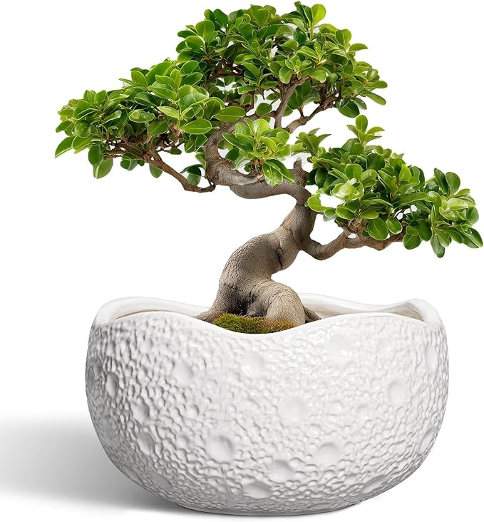 Thirtypot Large Bonsai Pots - 13 Inch Ceramic Planter for Indoor Outdoor, Round Plant Pot, Decorative Flower Pots with Drainage Hole, Modern Unique Planters, Garden Decor Home, Garden Gifts, White