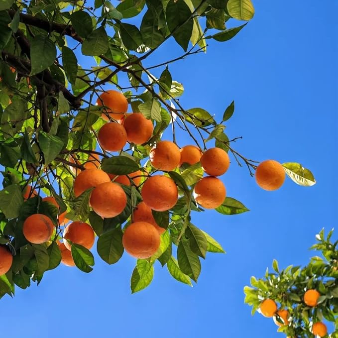 160PCS Mixed Dwarf Bonsai Fruit Tree Seeds for Planting – 5 Variety Pack: 40 Lemon, 40 Orange, 40 Apple, 20 Cherry, 20 Blueberry – Heirloom Non-GMO Fruit Seeds for Indoor & Outdoor Garden