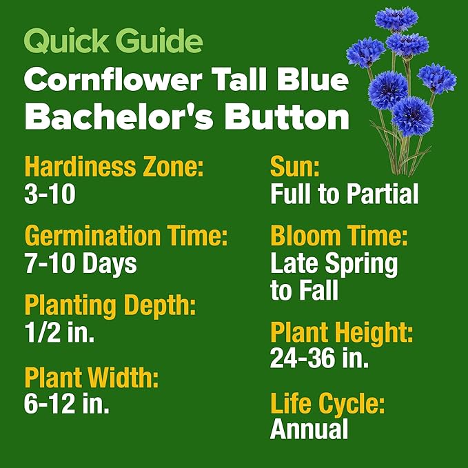 HOME GROWN Bachelor Button Seeds Tall Blue - 6000 Cornflower, Stunning Blue Blooms for Wildflower Gardens, Non-GMO Flowers & Pollinator-Friendly Spaces, Low Maintenance Flower Seeds (Centaurea cyanus)