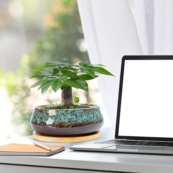 ARTKETTY Succulent Pots - 8 Inch Plant Pot, Large Bonsai Pots with Drainage Tray, Ceramic Planters for Indoor Outdoor Plants, Round Shallow Cactus Flower Plant Container Bowl Decorative Home Garden