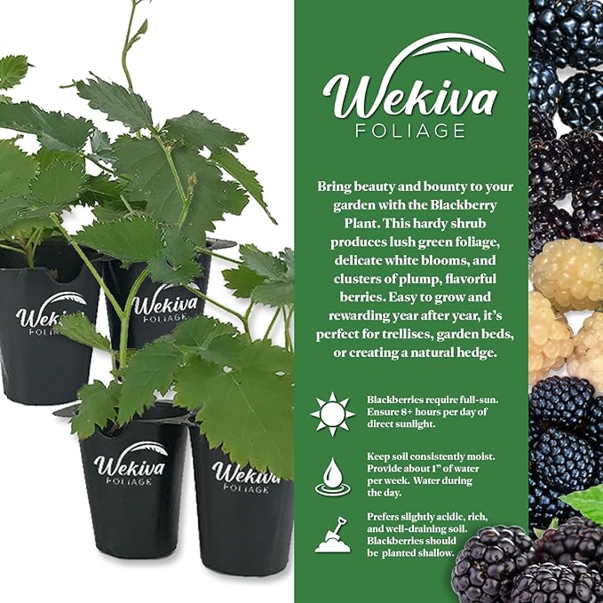 Navaho BlackBerry Plant - 2 Live Starter Plants - Rubus - Edible Fruit Bearing Bush for Patio and Garden