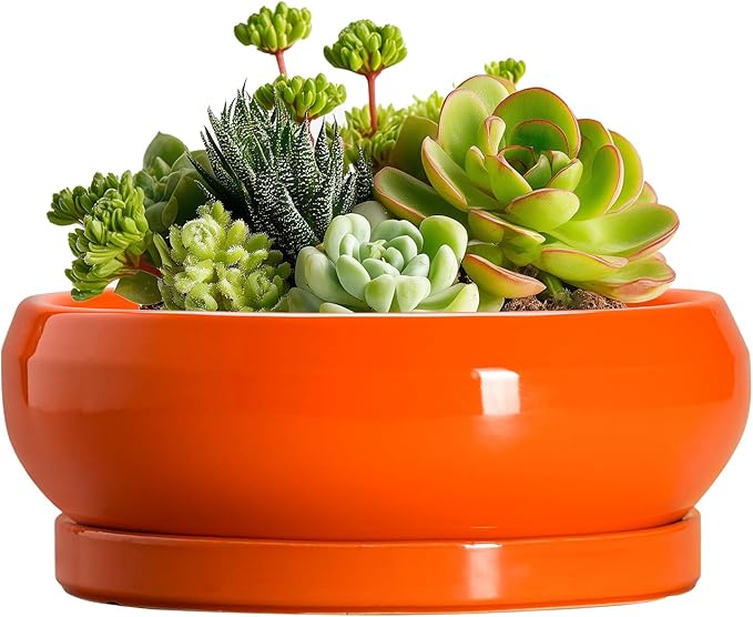 EPFamily Succulent Planters 6 Inch - Small Bonsai Pots Ceramic, Succulent Pots with Drainage Hole and Saucer, Shallow Planters Indoor Outdoor, Round Cactus Pot, Office Decor, Gardening Gift, Orange