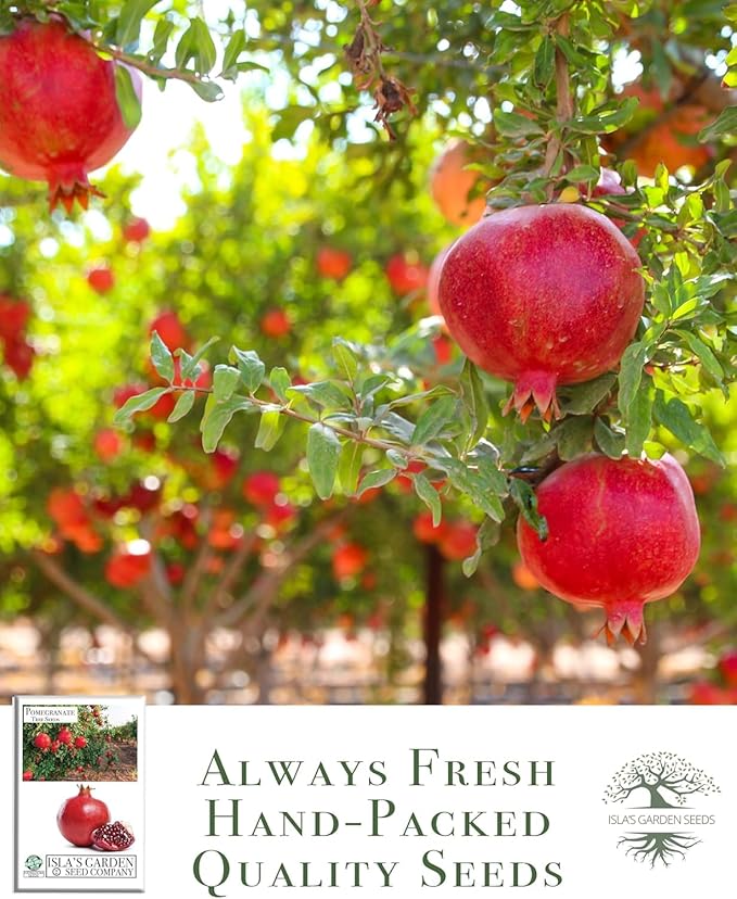 Pomegranate Tree Seeds (Punica granatum) – 30+ Non-GMO Fruit Tree Seeds for Planting, Beautiful Ornamental Tree with Sweet Edible Fruit, by Isla’s Garden Seeds, Gift Idea