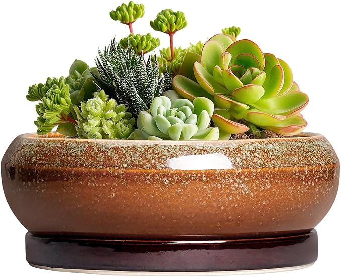 EPFamily Succulent Pots - 6 Inch Ceramic Bonsai Pots with Drainage Hole and Tray, Succulent Planters for Indoor Outdoor, Shallow Round Planter, Cactus Pot, Desk Decor, Plant Lover Gifts, Retro Brown