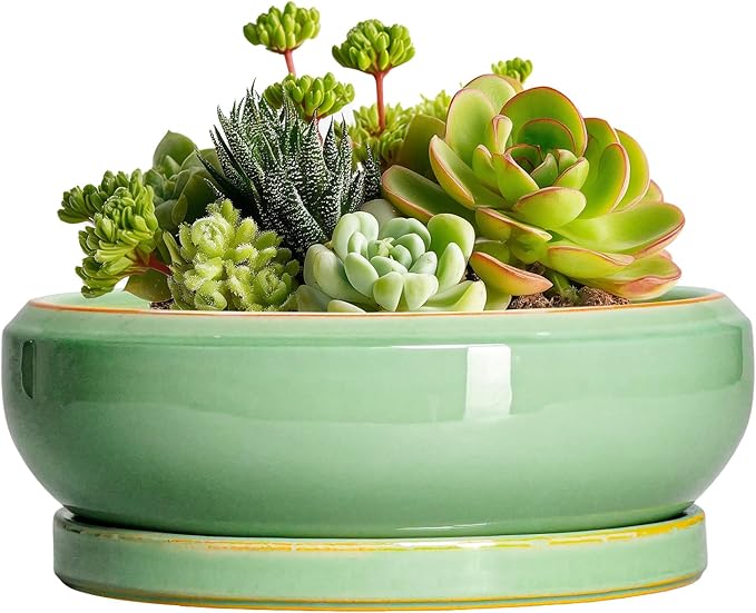 Succulent Pots 6 Inch - Ceramic Bonsai Pots for Indoor Outdoor, Shallow Ceramic Planters with Drainage Hole and Saucer, Round Small Bonsai Tree Pot, Home Decor, Plant Lover Gift, Light Green