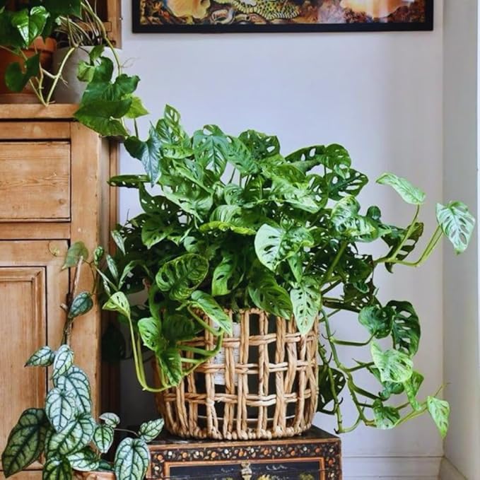 2 Monstera Plants Live Indoors, Swiss Cheese Plants Live for Gardening, Between 5 Inc and 7 Inc in Height, Live Monstera Plant