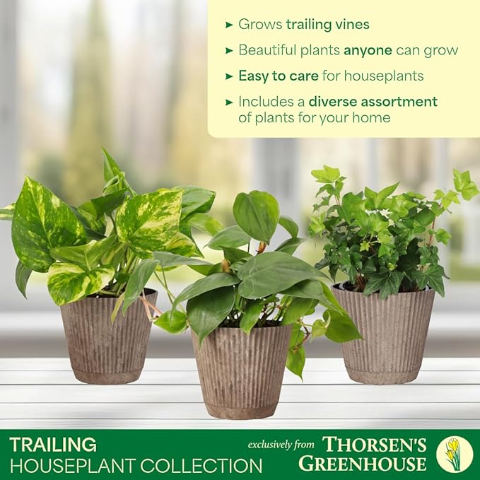 Thorsen's Greenhouse Live Trailing Houseplants (4 Pack), Vining Growth, Easy to Grow Indoor Plants, Grower's Choice Bundle, 4-inch Diameter Established Plants (Coffee (3-Pack))