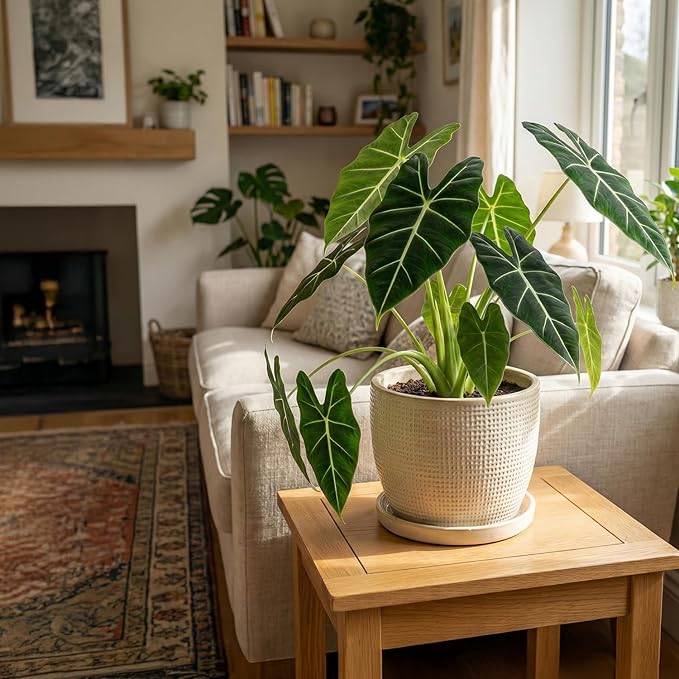 ragnaroc Alocasia Frydek ‘Velvet Elvis’ 2-4" (Alocasia micholitziana) 4ct – Live Plant for Indoor Outdoor Use, Garden & Landscaping – Live Arrival Guaranteed