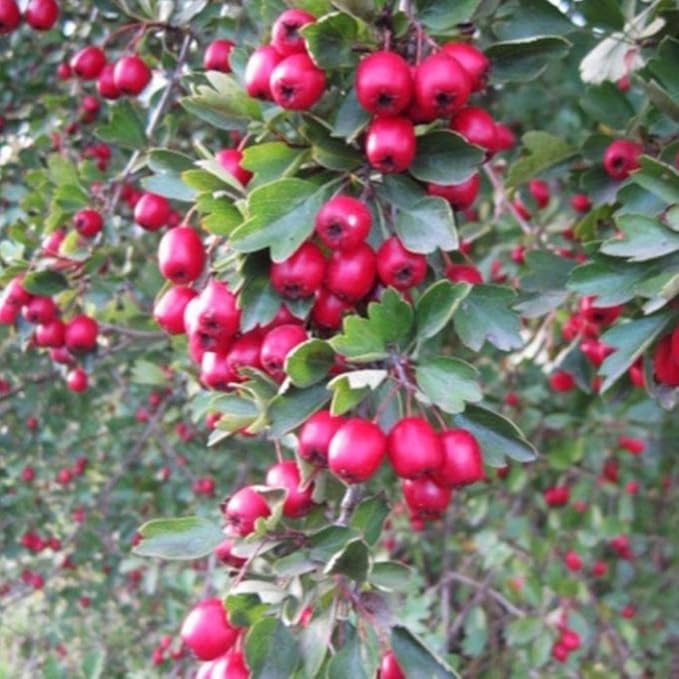 Palm Beach Medicinal Herbs - Wild Hawthorn (Crataegus monogyna) - Packet of 10 Seeds