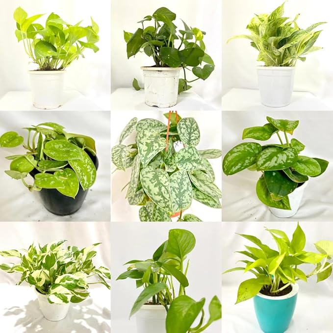 3 Mixed Pothos Live Plants in 4 Inch Pot, 3-6" Live Pothos Plant, Assorted Vine Houseplant for Hanging Basket, Garden Pots