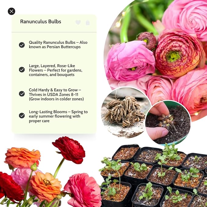 Aviv Pink Ranunculus Flowers Bulbs for Spring Planting, Perennial Flower Bulbs, Early Spring Flower to Plant Outside, Colorful Blooms Groundcover Bulbs, Top Size
