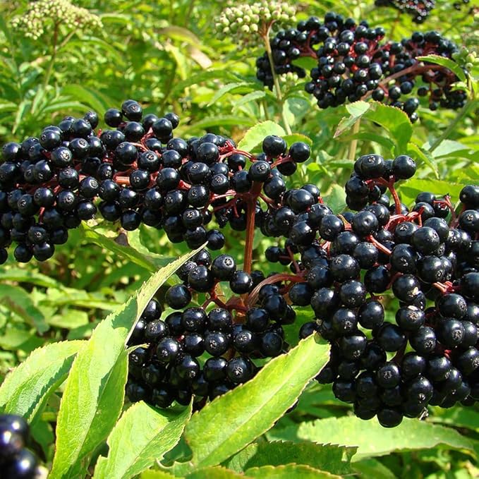 Premium Elderberry Seeds for Planting – 55+ Heirloom Grow an Elderberry Bush (Sambucus) from Seed – Hardy Fruit Shrub Seeds for Home Garden