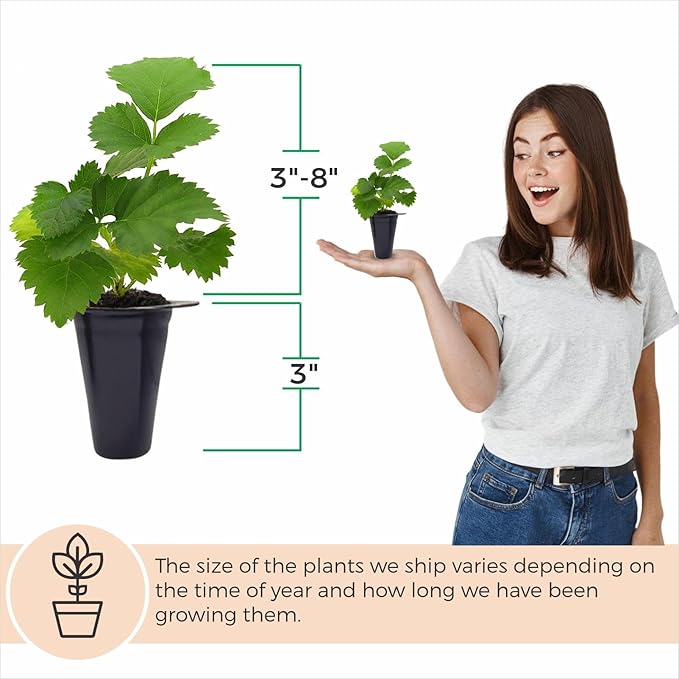 Boysenberry Plant (4 Pack) | Live Fruit Plant for Planting | Large, Juicy & Sweet Berries | Thorny & High-Yielding Variety | Grow Your Own Food in Your Edible Organic Garden | Perfect for Fresh Eating