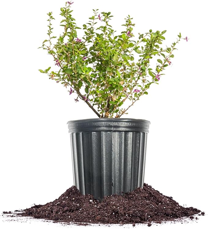 Perfect Plants Goji Berry Bush in 1 Gallon Grower's Pot | Delicious Wolfberry for Outdoor Planting | Fresh Antioxidant Packed Fruits | Fully Mature for Home Gardens