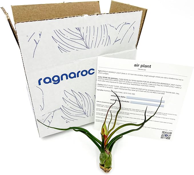 ragnaroc Air Plants - Flowering Tillandsia Bulbosa Guatemala, Large 3-5" - 1ct - Live Arrival Guaranteed - House Plants for Home Decor & Gift