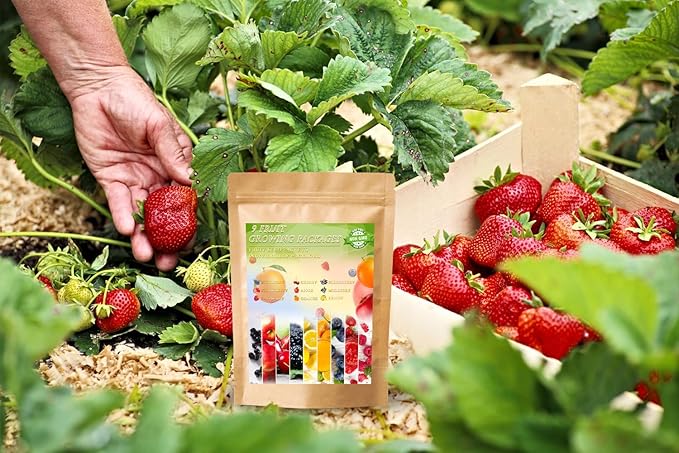 1200+ Mix Fruit Seeds Berry Seeds for Planting (9 Varieties) Heirloom Strawberry Raspberry Mulberry Apple Orange Blueberry Lemon Elderberry Cherry Seed for Home Garden