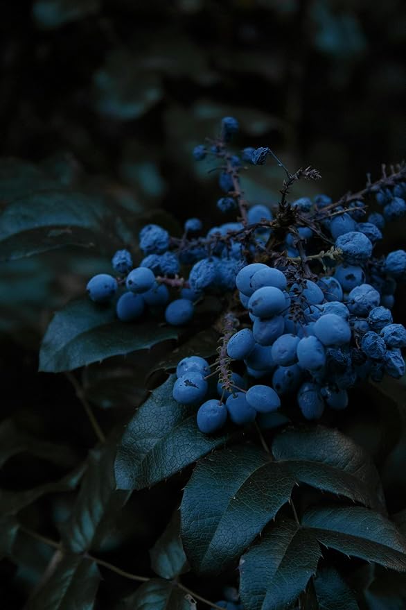 Jewel Blueberry Plants (2-Pack) - Live Berry Bush 5-8" - Container or Garden Growing - Large Sweet Berries - Hardy Zones 4-8