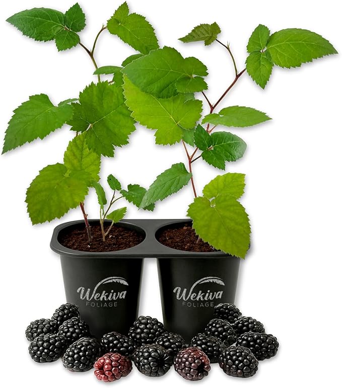 Apache BlackBerry Plant - 2 Live Starter Plants - Rubus - Edible Fruit Bearing Bush for Patio and Garden