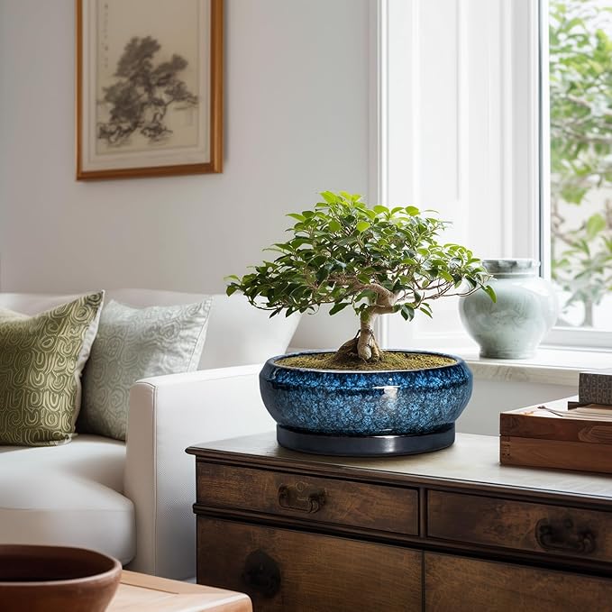 EPFamily Bonsai Tree Pots 10 Inch - Ceramic Succulent Pot with Drainage Hole and Saucer, Bonsai Pots for Indoor Outdoor, Round Succulent Planter, Shallow Planter, Desk Decor, Plant Lover Gifts, Blue
