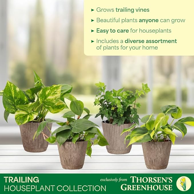 Thorsen's Greenhouse Live Trailing Houseplants (4 Pack), Vining Growth, Easy to Grow Indoor Plants, Grower's Choice Bundle, 4-inch Diameter Established Plants (Coffee (4-Pack))
