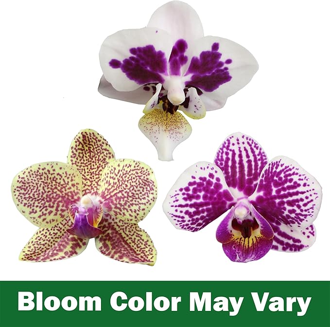 Premium Spotted Live Orchid Plant Blooming in 3.5" Blue & White Orchid Pot, Live Plants, Houseplant Gifts, Approx. 16" Tall, Pet Friendly Houseplants, Phalaenopsis Moth Flower by Plants for Pets