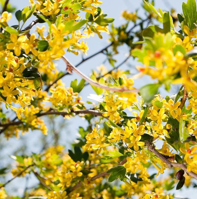 Golden Currant 50 Seeds (Ribes aureum) Non GMO - Open Pollinated - Heirloom
