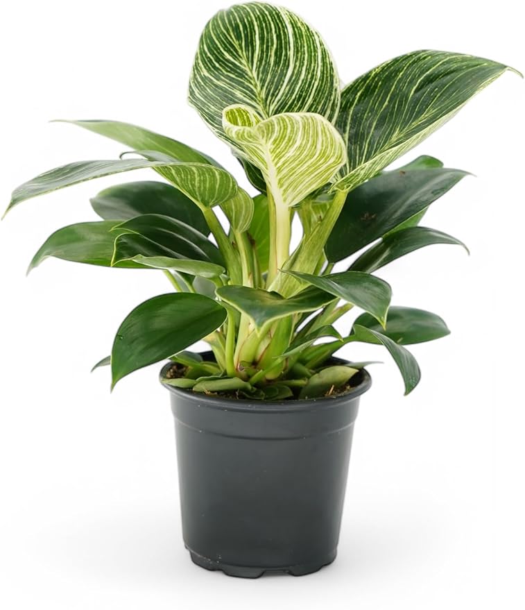 Philodendron Plant Package - 3 Live Philodendron Plants Bundle - Pink Princess, White Princess, and Birken Varieties - Rare Plants Live Houseplants