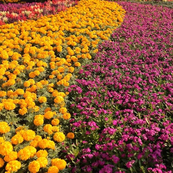 14-14-14 Plant Fertllizer Elite Nutrition - 15 lbs. Slow Release 120 Days - Added in Micros - Ornamental and Landscape Fertilizer (15 lbs.)