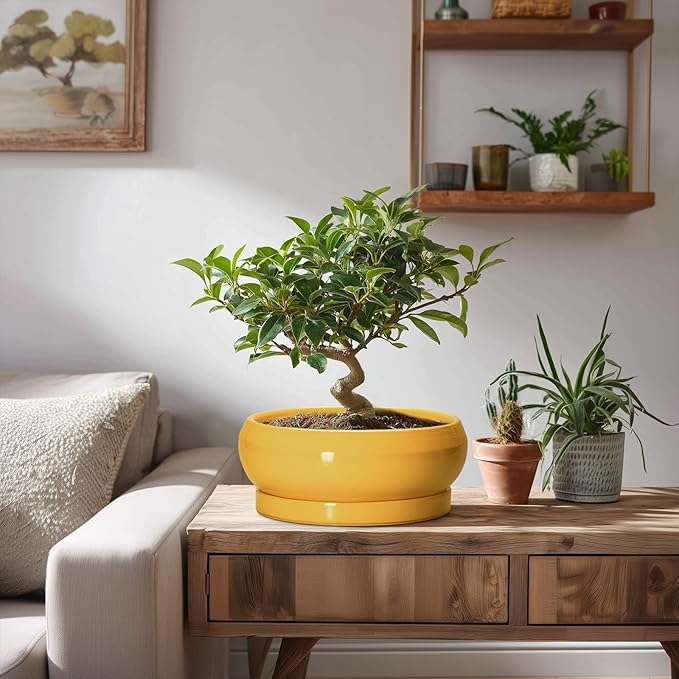 EPFamily Bonsai Pots - 8 Inch Ceramic Succulent Planter for Indoor Outdoor, Shallow Planters with Drainage Hole and Saucer, Round Modern Planter Bowl, Window Decor, Gifts for Plant Lovers, Yellow