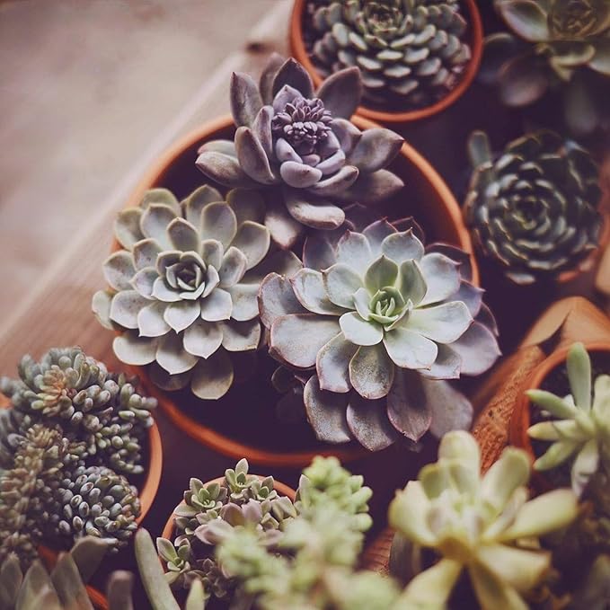 HERDUK Shallow Terracotta Pots 5 inch, Pack of 6 Clay Pots for Plants with Drainage Holes and Saucers, Mini Nursery Plant Pots for Seed, Succulents, Cactus, Indoor,Outdoor