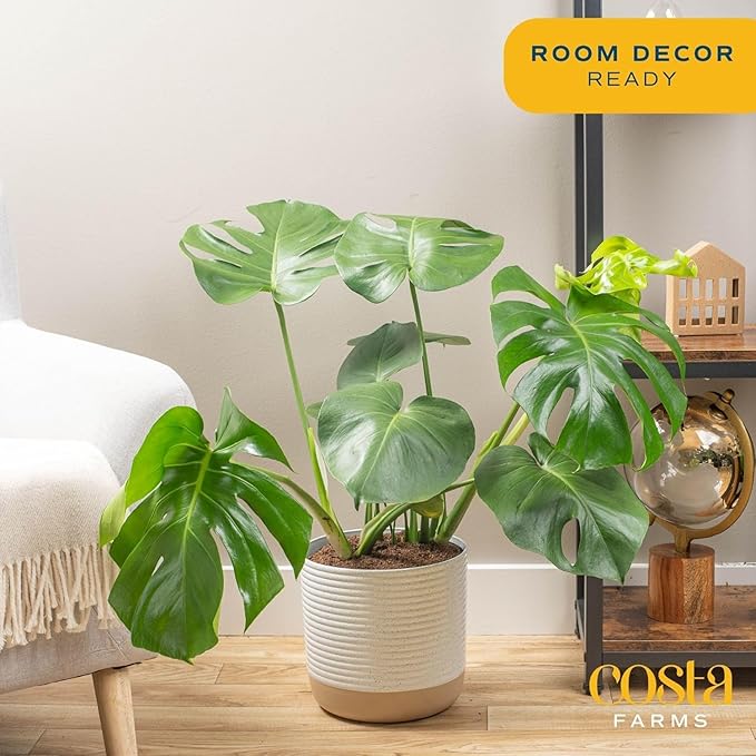 Costa Farms Monstera, Swiss Cheese Plant Live Plants in Decorative Pot,Large Indoor Houseplant, Perfect for Home, Room, or Office Decor, Great House Warming or Birthday Gift, 2-3 Feet Tall, Pack of 2