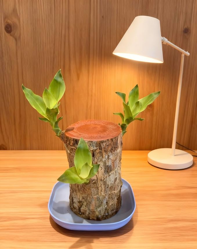 Brazilian Lucky Wood Live Plant | Easy Care Good Luck Indoor Decor | Beginner-Friendly (0-Failure Grow) | Fast Leaf-Growing Feng Shui Wealth Charm (Basic)