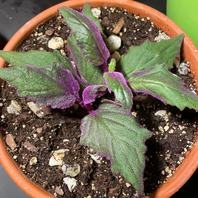 Purple Passion Plant Live Indoor Plant – 4 Inch Tall | Suitable for Home Décor & Gifts | Unique Purple Leaves, Beginner-Friendly & Compact Growth