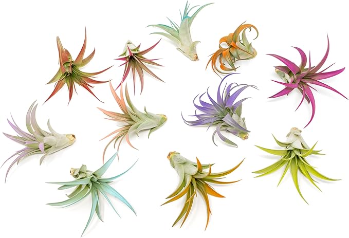 Purple Colorful Tillandsia Air Plants - Long Lasting Color Enhanced Live Tillandsia Succulent House Plants - Home and Garden Decor - Easy Care Indoor and Outdoor (Brachycaulos Abdita, Pack of 3)
