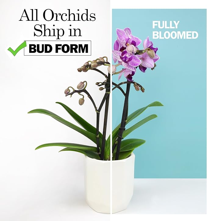 Large Purple Live Orchids Blooming in 5" Blue & White Orchid Pot, Pet Friendly Live Plant Gifts for Plant Lovers, Approx. 22"+ Tall, Real Houseplants, Phalaenopsis Moth Flowers by Plants for Pets