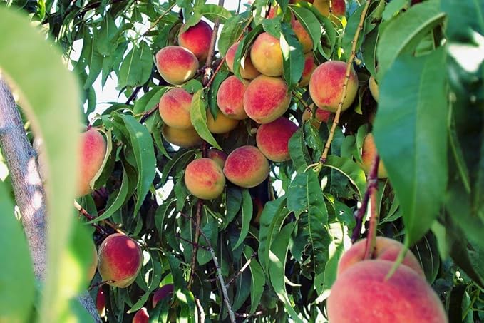 Elberta Peach Tree - Self Pollinating - Live Fruit Plant Shipped 3 Feet Tall by DAS Farms