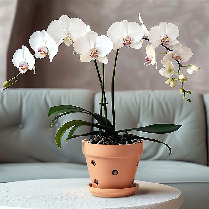 HERDUK Clay Orchid Pots with Holes,Terracotta Orchid Pots with Drainage Holes & Saucer for Repotting 6 Inch, Orchid Planters for Indoor Plants