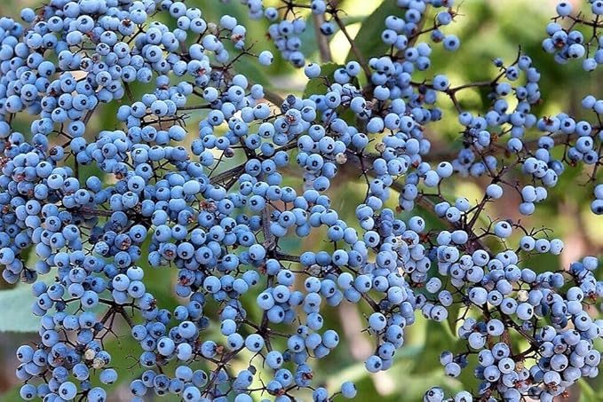50 Blue Elderberry Sambucus Caerulea Arizona Elder Tree Shrub Fruit Berry Seeds