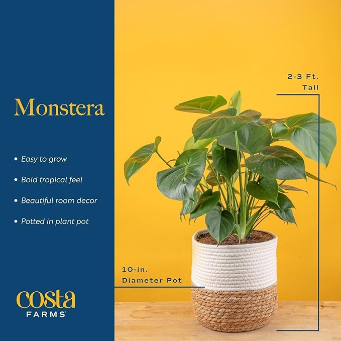 Costa Farms Monstera, Swiss Cheese Plant Live Plant in Decorative Pot, Large Indoor Houseplant, Perfect for Home, Room, or Office Decor, Great House Warming or Birthday Gift, 2-3 Feet Tall