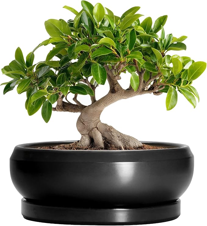 EPFamily Bonsai Pots 10 Inch - Ceramic Succulent Planters Indoor Outdoor, Bonsai Pots with Drainage Hole and Tray, Modern Shallow Planter, Round Bowl Planter, Garden Decor, Garden Gift, Black