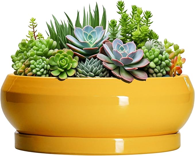 EPFamily Succulent Pots 10 Inch - Ceramic Bonsai Pots with Drainage Hole and Tray, Shallow Plant Pot Indoor Outdoor, Modern Bonsai Tree Pot, Round Planter Bowl, Home Decor, Housewarming Gift, Yellow