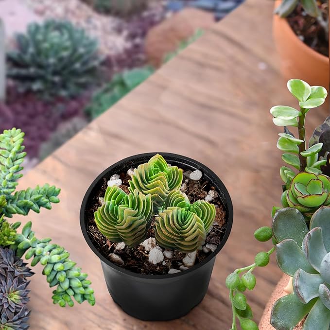 Sprout N Green Crassula cv. Buddha's Temple, Live Succulent Plant Fully Rooted in 2" Pots with Soil Mix, Real Houseplant for Indoor Outdoor Home Office Wedding Decoration Party Favor