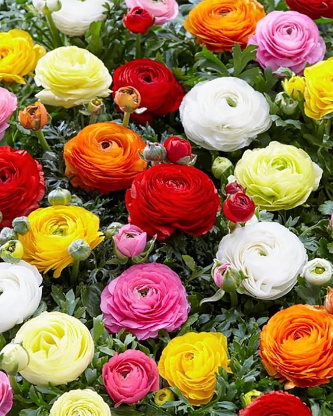 Purple Aviv Peony Ranunculus - 12 Largest Size Corms, Premium Ranunculus Bulbs, Vibrant Purple Flowers, Ideal for Garden Beds, Stunning Peony-Like Blooms