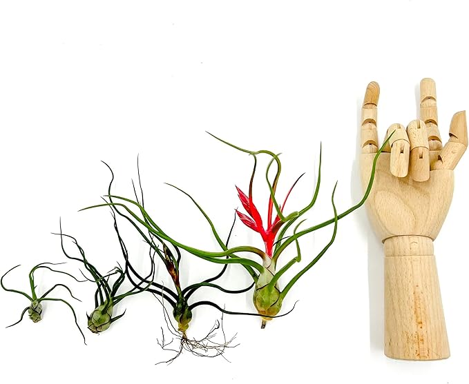 ragnaroc Air Plants - Flowering Tillandsia Bulbosa Belize, Giant 7-9" - 1ct - Live Arrival Guaranteed - House Plants for Home Decor & Gift