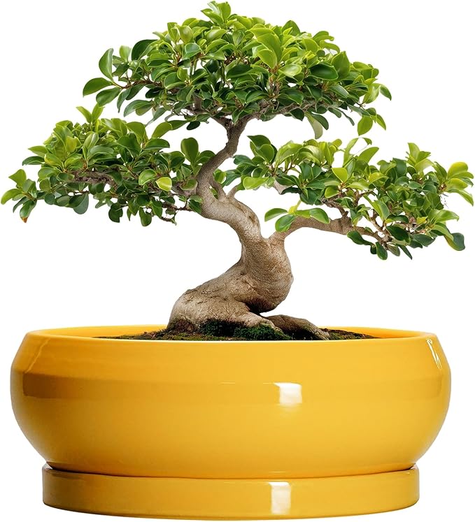 EPFamily Ceramic Bonsai Pots - 13 Inch Large Succulent Pots with Drainage Hole and Saucer, Bonsai Planter for Indoor Outdoor, Round Shallow Bowl Planter, Garden House Decor, Plant Lover Gifts, Yellow