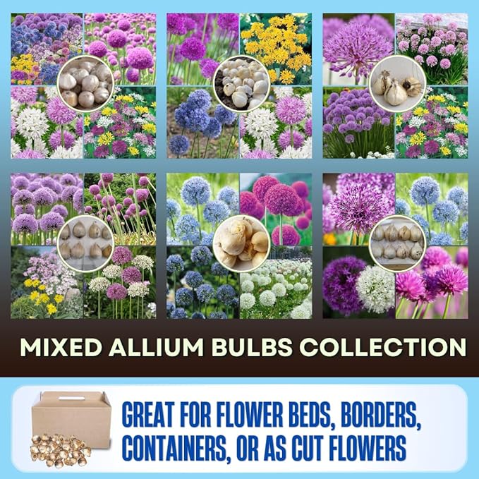 25 Mix Allium Bulbs, Allium Bulbs for Planting Fall Spring Garden Outdoors, Colorful Ornamental Flowering Onion Bulb, Hardy Perennial Flower Bulb