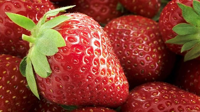 Seeds Giant Strawberry Fresca Everbearing Berries Indoor Non GMO Fruits for Planting