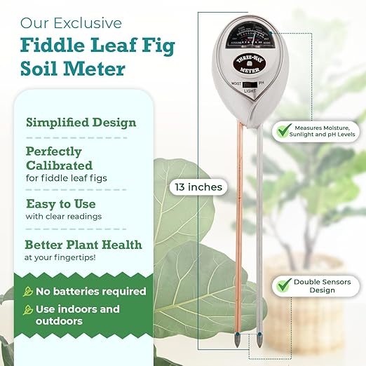 Fiddle Leaf Fig Essentials Bundle